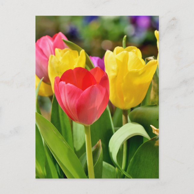 Postal Jardín de primavera tulipano rojo y amarillo (Anverso)