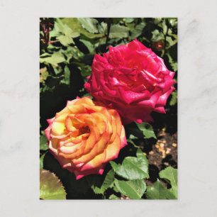Postal Jardín de Pruebas de Rosas Internacional, Portland