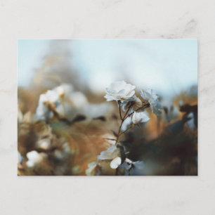 Postal Jardín de Rosas Blancas Soñadoras con Bokeh Suave 