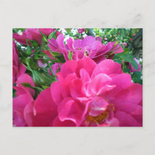 Postal Jardín de rosas rosadas grandes y hermosas flores 