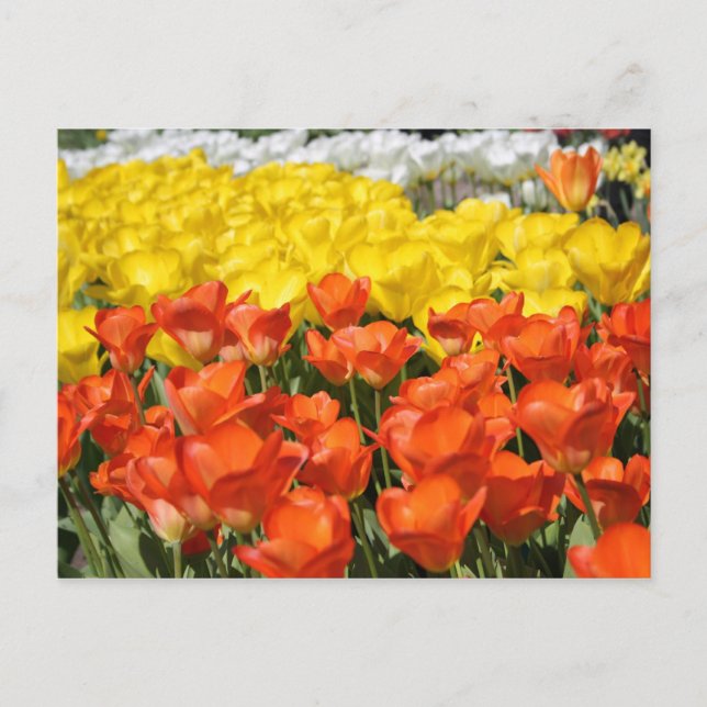 Postal Jardín de Tulip (Anverso)