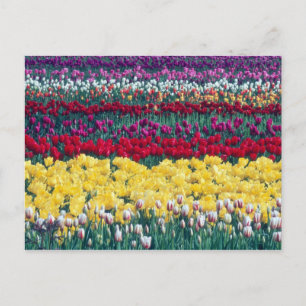 Postal Jardín de Tulip en el condado de Skagit,