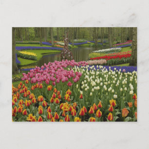 Postal Jardín de tulipanes e hyacinth, Keukenhof Gardens,