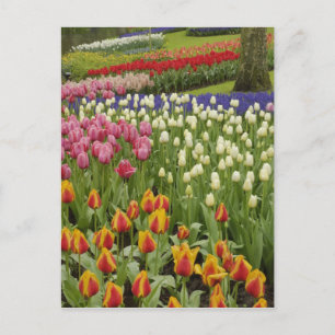 Postal jardín de tulipanes e hyacinth, Keukenhof Gardens,