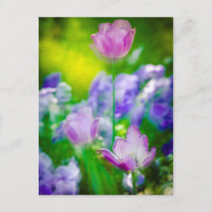 Postal Jardín de tulipanes, Giverny, Francia