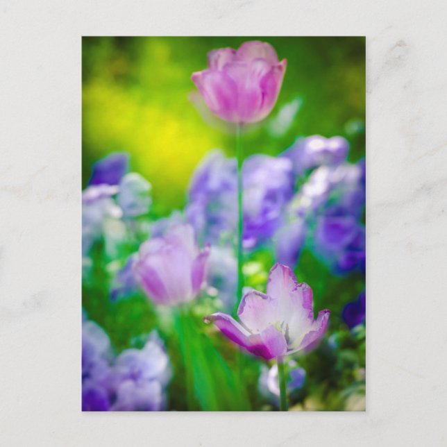 Postal Jardín de tulipanes, Giverny, Francia (Anverso)