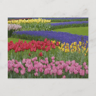 Postal Jardín de tulipanes, jacintos de uva y