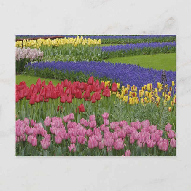 Postal Jardín de tulipanes, jacintos de uva y (Anverso)