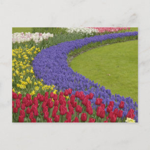 Postal Jardín de tulipanes, jacintos de uva y narcisos,
