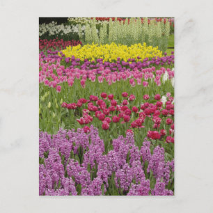 Postal Jardín de tulipanes, narcisos e jacinto