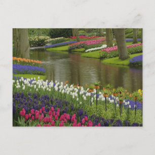 Postal Jardín de tulipanes y jacintos, Jardines Keukenhof