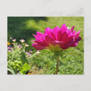 Postal Jardín de verano