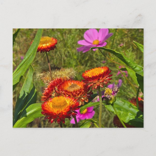 Postal Jardín de verano (Anverso)