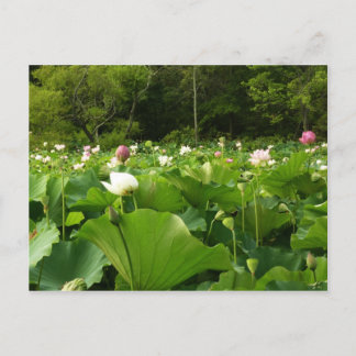 Postal Jardín de verano de Lotus Flowers