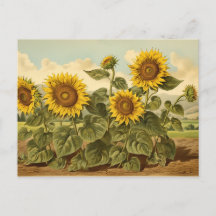 Jardín del girasol de los botánicos vintage