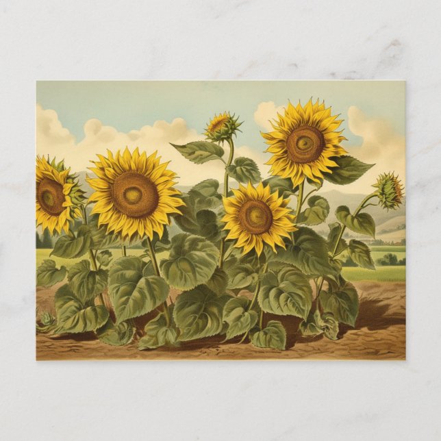 Postal Jardín del girasol de los botánicos vintage (Anverso)