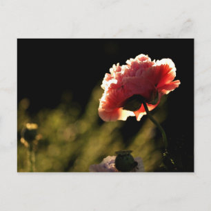 Postal Jardín del vecino