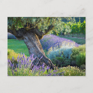 Postal Jardín escénico con flores, Francia