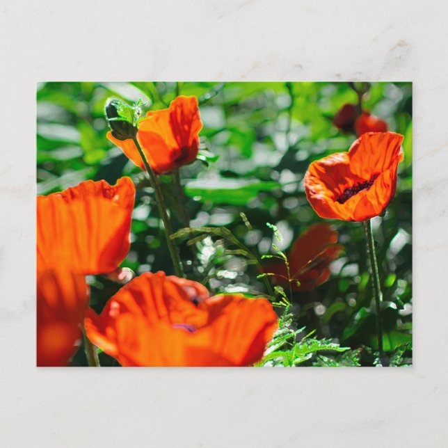 Postal Jardín estilizado de flores de adormidera roja (Anverso)