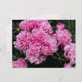 Postal Jardín Floral de Arte Fino de Peonía Rosa Exuberan
