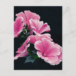 Postal Jardín Hermoso Rosas Malva Rosa Flores