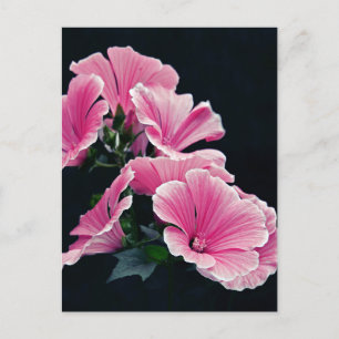 Postal Jardín Hermoso Rosas Malva Rosa Flores
