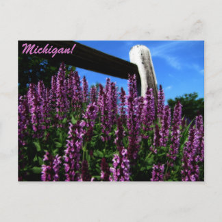 Postal Jardín Lupine