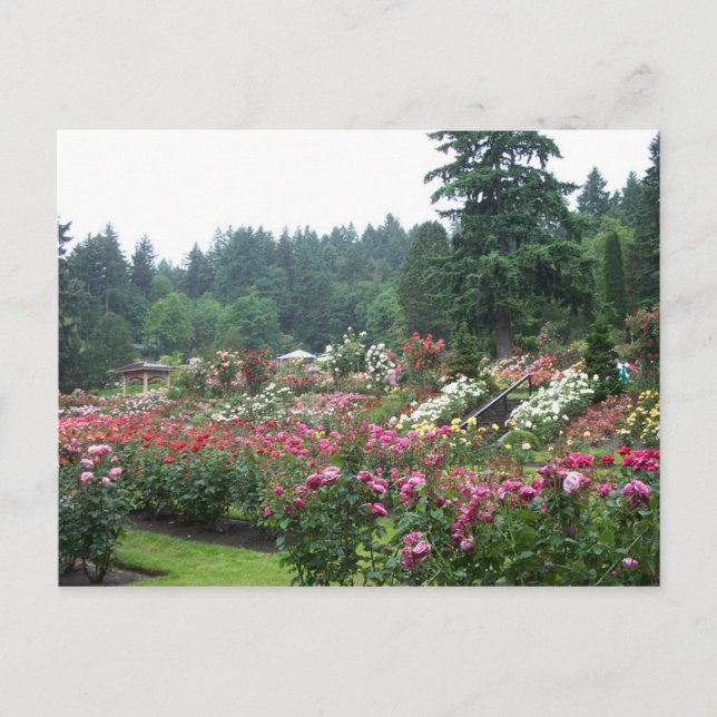 Postal Jardín Rosa de Portland. (Anverso)