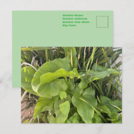 Postal Jardín trasero Clausura Naturaleza exterior Foto