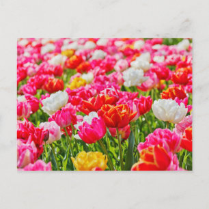 Postal Jardín Tulip