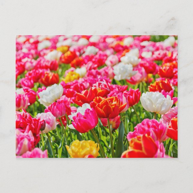 Postal Jardín Tulip (Anverso)