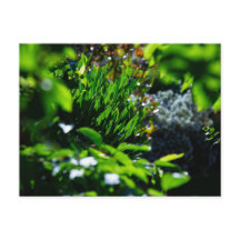 Jardín verde exuberante
