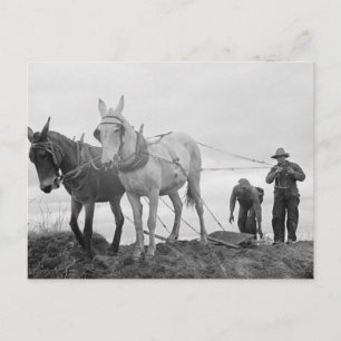 Postal Jardinería orgánica original, antigua granja