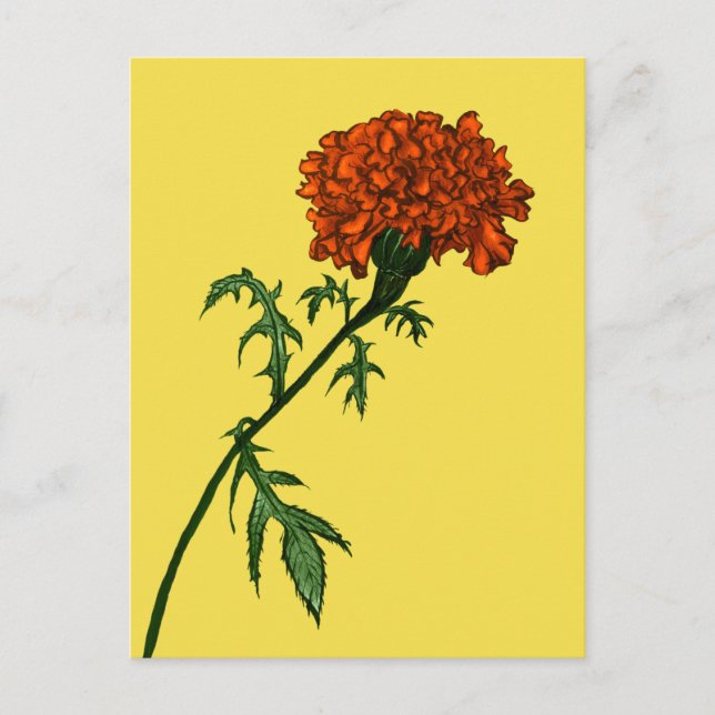 Postal Jardinero de la planta de flores Marigold de Franc (Anverso)