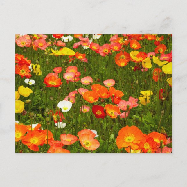 Postal Jardines botánicos (Anverso)