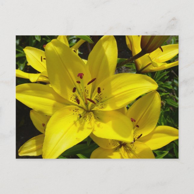 Postal Jardines de Meerkerk (Anverso)