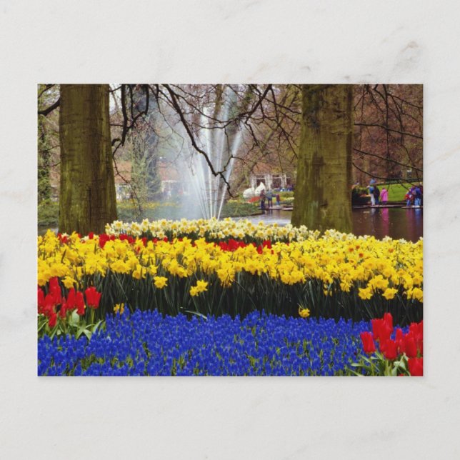Postal jardines del Keukenhof amarillo, Amsterdam, Países (Anverso)