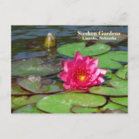 Jardines hundidos lirio de agua rosa #91 00919191