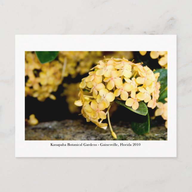 Postal Jardines Kanapaha - Gainesville 006 (Anverso)