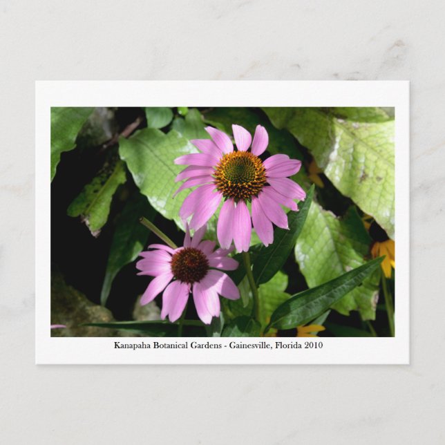 Postal Jardines Kanapaha - Gainesville 008 (Anverso)