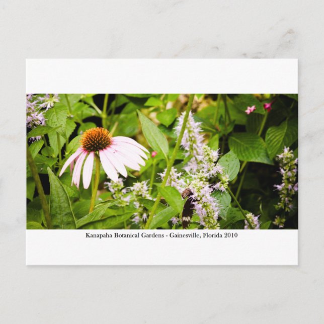 Postal Jardines Kanapaha - Gainesville 013 (Anverso)