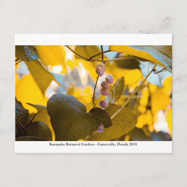 Postal Jardines Kanapaha - Gainesville 015 (Anverso)