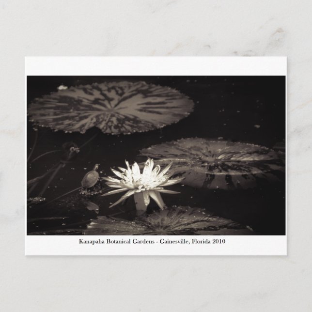 Postal Jardines Kanapaha - Gainesville 019 (Anverso)