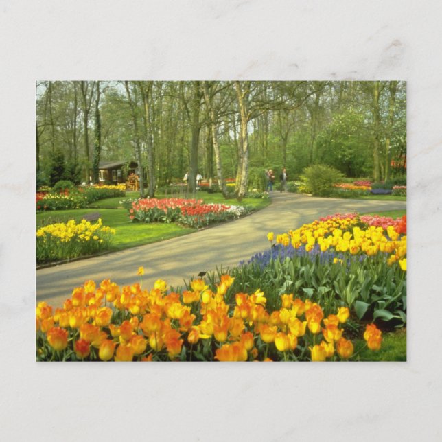 Postal Jardines Keukenhof amarillo cerca de Haarlem, País (Anverso)