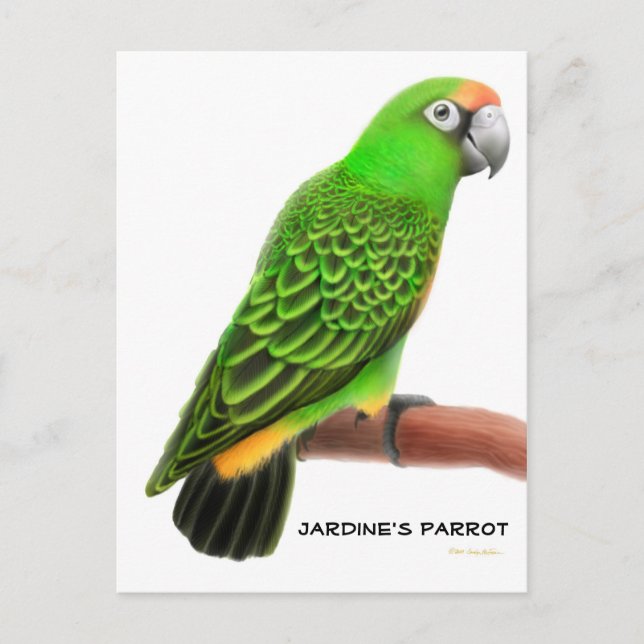 Postal Jardines Parrot Postcard (Anverso)