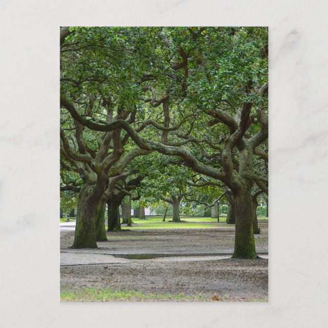 Postal Jardines White Point (Anverso)