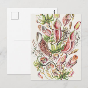 Postal Jarra de planta de botánica vintage de Ernst Haeck