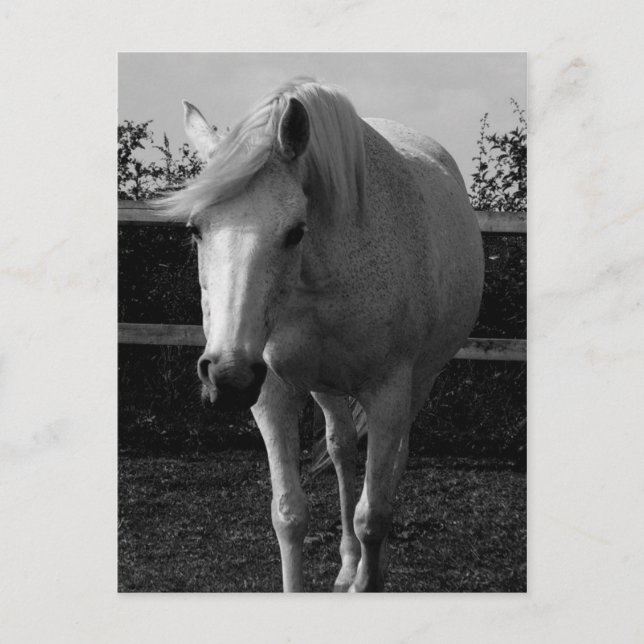 Postal Jasmine (Anverso)