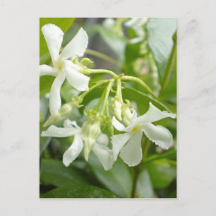 Postal Jasmine