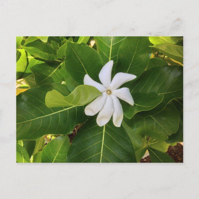 Postal Jasmine Blossom de Pikake Hawaiano (Anverso)